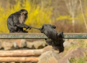 我手上有两条感情线是不是有两段婚姻？