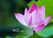 天河石多少钱一克,田黄冻石价格，田黄冻石拍卖多少钱一克？