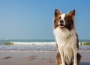 玉的颜色有几种,问一下侠义道中玉的问题?