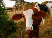 对于2022年，你有哪方面的预测吗？