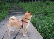 算命说财运一般不愁吃穿,一生不愁吃穿的生肖有哪些？