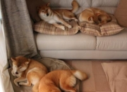 属牛男和属虎女婚姻合适么？