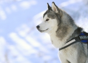 1988龙女2022运势,属蛇的，跟属龙的能结婚吗？