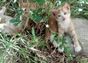 生辰八字将星是什么意思,八字将星处于死绝之地怎么化解？