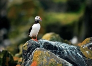 如何对付生气的12星座？