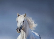 属龙的女生是什么性格呢？