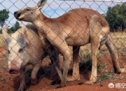 一只猪和一只袋鼠能相爱吗？