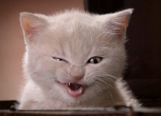 有钱人的八字,为什么感觉越是有钱人越信命？