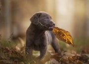 面相测姻缘,请教专家一个关于姻缘的面相问题