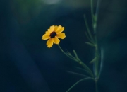 属狗和属狗适合做生意吗,十二生肖适合往哪方面进行创业？