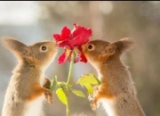 女鼠男蛇婚姻相配吗,男鼠与女马能过一辈子吗？