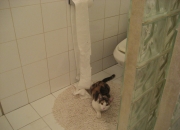 查两人名字姻缘,请问两人都属羊的姻缘搭配好吗？