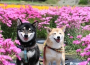 财运的数字能量组合,1349风水号是啥意思？