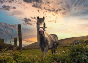 属蛇的且巨蟹座的人生运势如何?