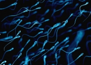 算命说生男生女能信吗,生男生女由谁决定？为什么？