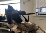 2015年属狗人的运程？