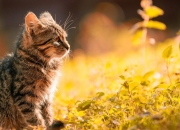 属猴与属鸡相配的婚姻如何