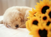 十神煞详解,月令神煞系统包括哪些神煞？