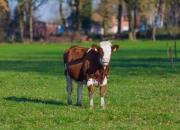 一辈子不能碰赌的生肖有哪些？