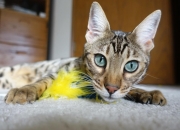 狗的男性和什么属相的女性最配？