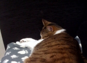 摩羯座女鼠配天秤座男鸡婚配吗？