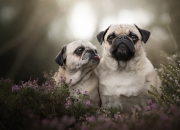 男戊辰己未丙子壬辰怎么样八字？