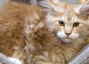 1974年属虎女婚姻最终幸福吗,74年的虎和74年虎配吗？