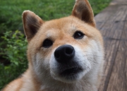 我想学习易经如何入门呢？