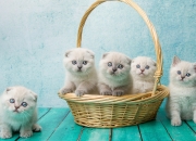 属羊男和属虎女的婚姻怎么样79,女属羊跟男属虎婚姻会出现问题吗