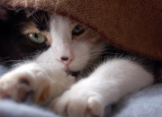 金口诀断终身,社保自己交满多少年可以断？