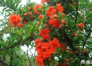 石榴木喜欢什么土,石榴适合种植在哪些土壤？