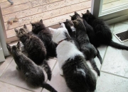 十二生肖蛇排序配对婚姻配对,属蛇的，跟属龙的能结婚吗？