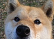 专禄归禄是什么意思,“光禄寺茶汤”是什么意思？