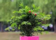 栽种君子兰用什么土最好？