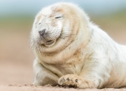 剑锋金是什么意思啊,剑已出鞘 锋之所指是什么意思