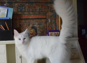 房价能挺住十年内不涨不降吗？