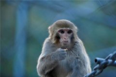 最笨的生肖是哪个生肖，12生肖哪个最笨