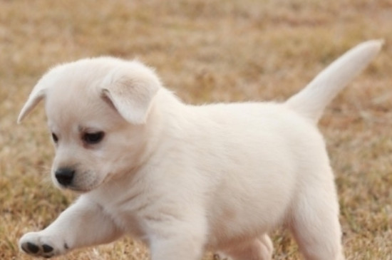 丙生巳月富命八字_丙生已月八字