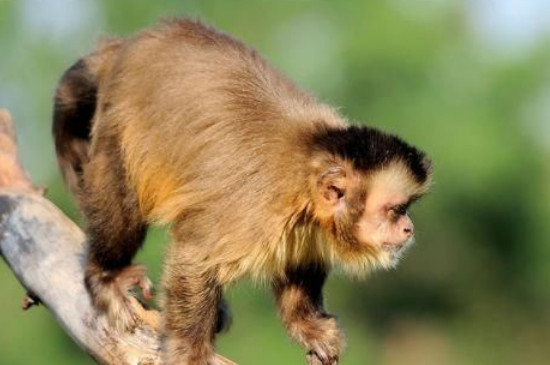 明年喜事最多的4个生肖