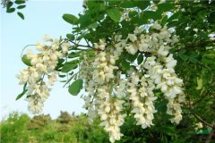 明年喜事最多的4个生肖