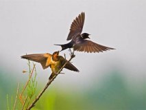 十二生肖最佳配对表，男女生肖最佳婚配