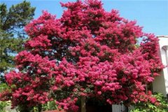 bella命理八字分析_高以翔生辰八字