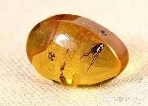 虫珀真假鉴定方法 怎么判断虫珀真伪