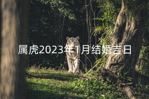 属虎2023年1月结婚黄道吉日一共有几天