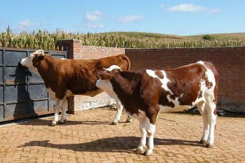 属牛2023年三大喜事是什么 生肖牛最配的生肖