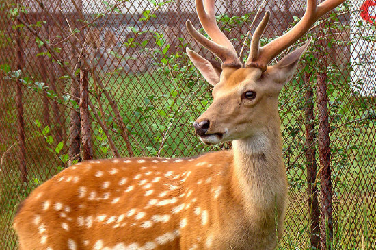 鹿代表什么象征意义 鹿的寓意和象征