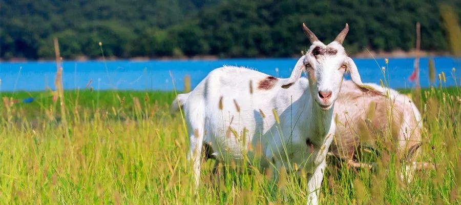 属羊新娘适合什么属相伴娘 生肖羊和什么生肖有缘