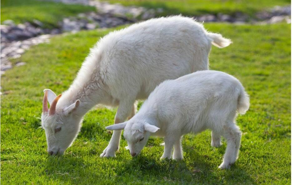 属羊新娘适合什么属相伴娘 生肖羊和什么生肖有缘