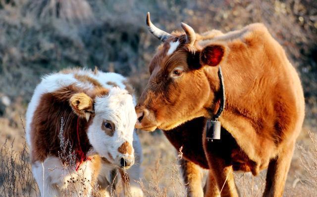生肖牛是富贵命吗 属牛人永远最旺的颜色