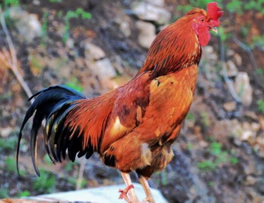 属鸡男接亲忌讳什么属相 属鸡男配什么属相女最好